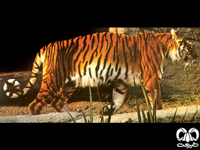 بزرگترین گربه‌سان ایران